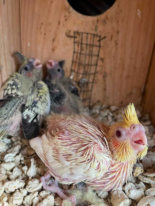 Caturras e kakarikis  bebés