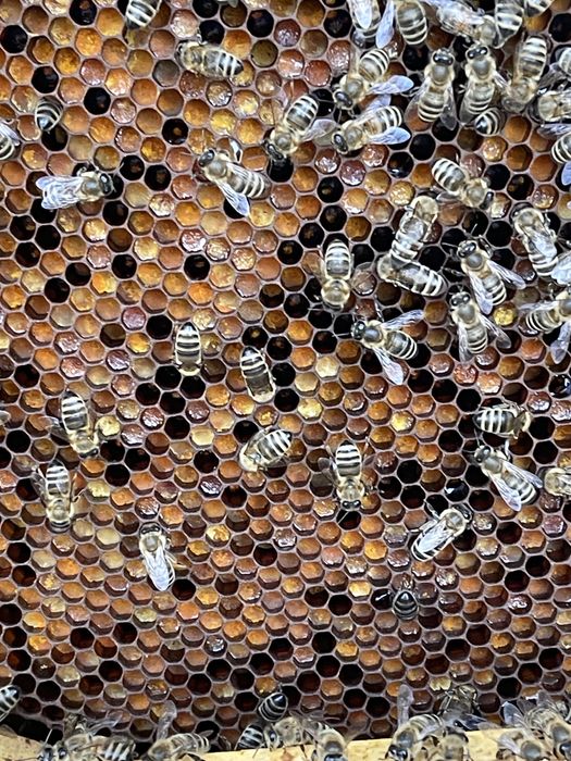 Rodziny pszczele ramka wielkopolska