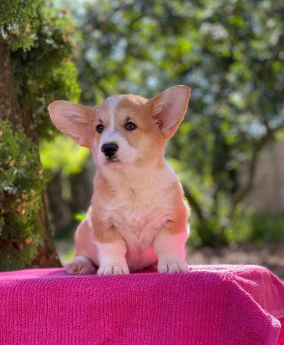 Цуценята Вельш коргі дівчатка і хлопчики красуні