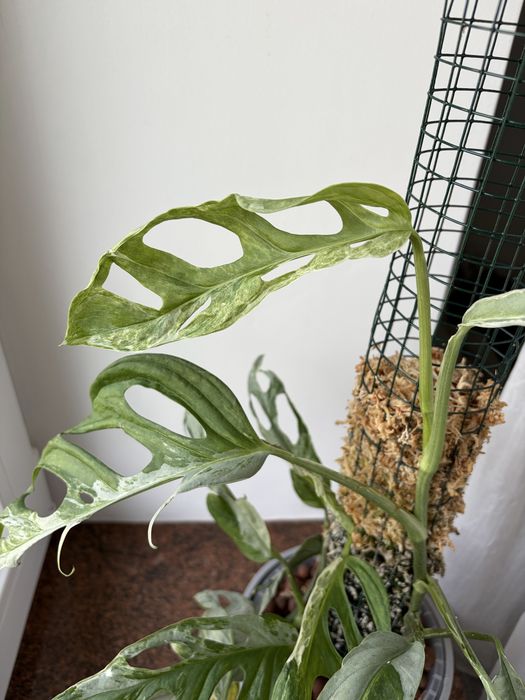 Monstera indonesian marble
