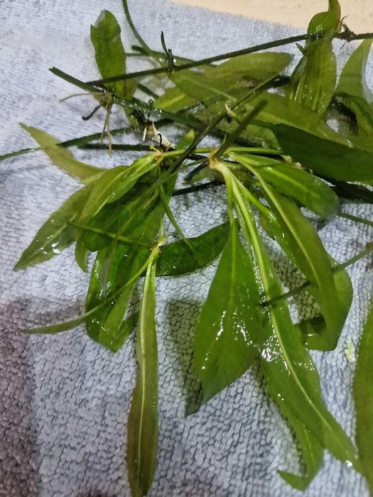 Roślinki akwariowe 5 zl woreczek