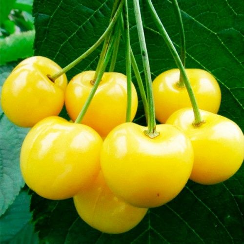 Саджанці черешні. Опт/роздріб