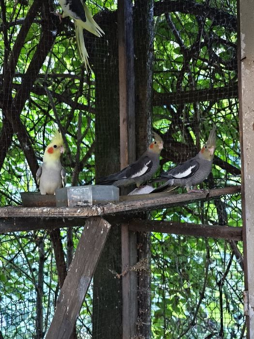 Papuga nimfa papugi nimfy młode