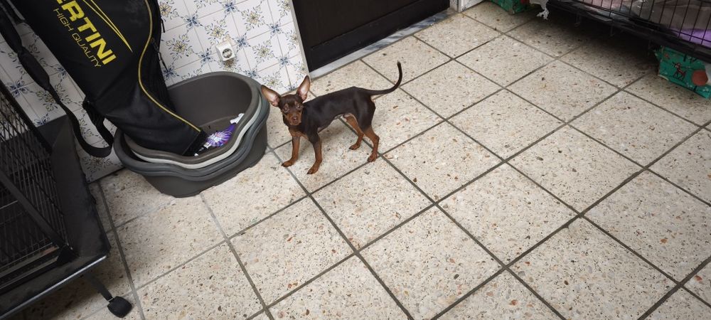 Pinscher pincher chocolate miniatura criado em ambiente familiar dispo