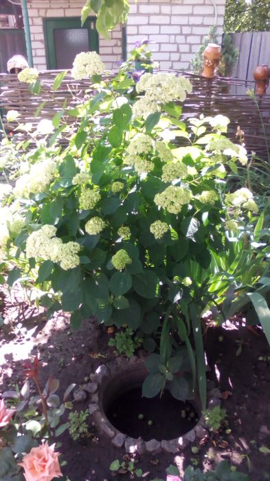 Цветы  укоренённые,семена . Продам,  перешлю. Цены уточняйте