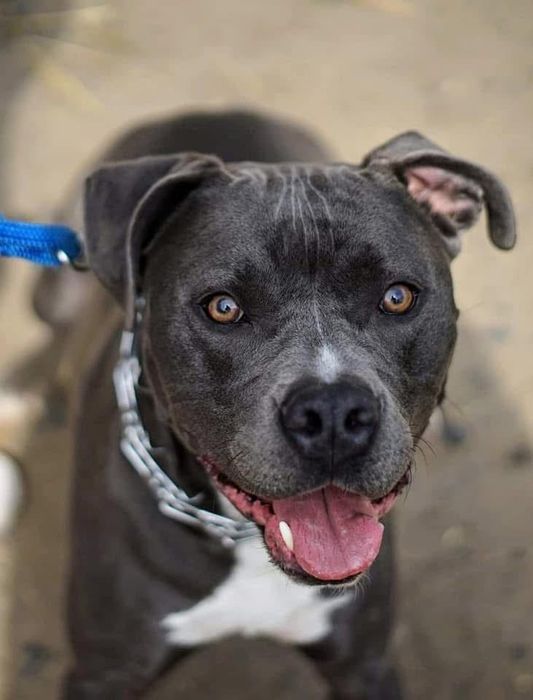 Oddam za darmo – 8-letni amstaff Rolo