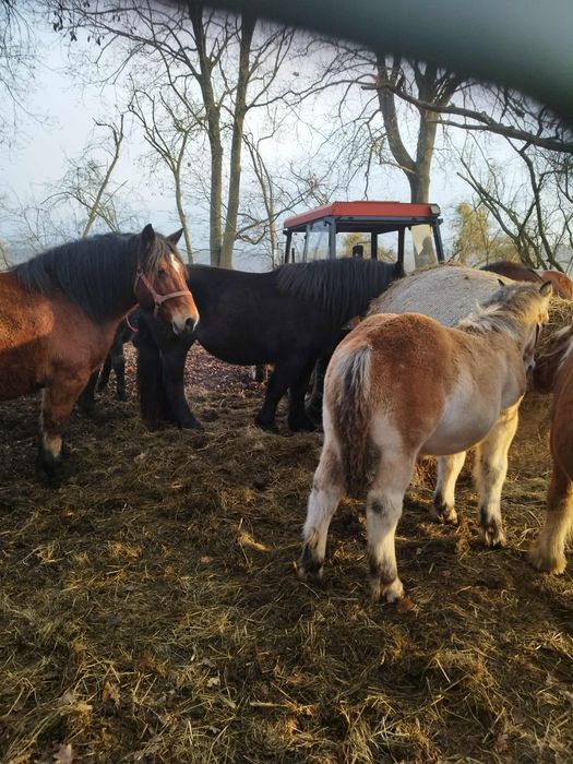 Sprzedam źrebaki i klacze