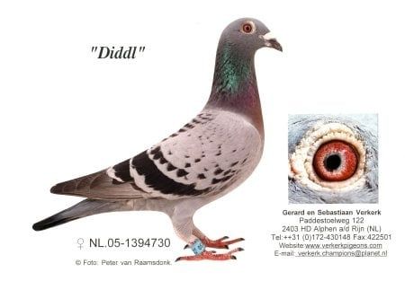 Gołębie pocztowe młode 2025 G. & S Verkerk - Gebr. Janssen