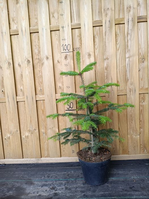 Jodły Kaukaskie w donicy 80-100cm
