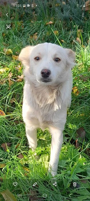 Дівчинка рік і три місяці в добрі руки