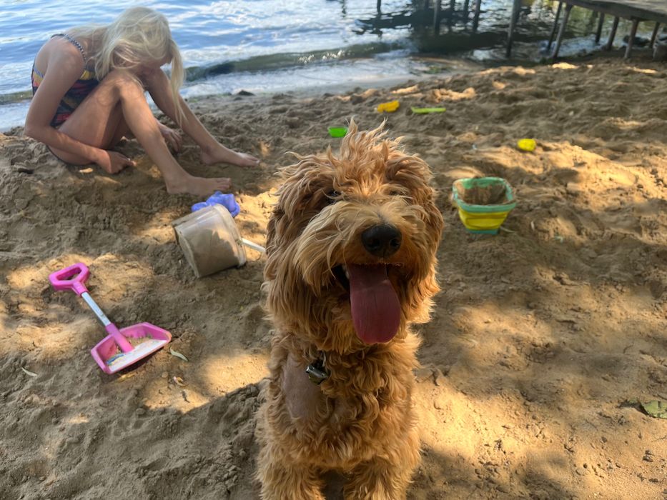 Labradoodle piesek