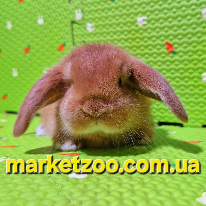 Чарівна кроленя породи Mini Lop шукає люблячий дім!карликовые кролики