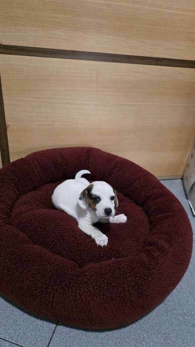Jack russell macho