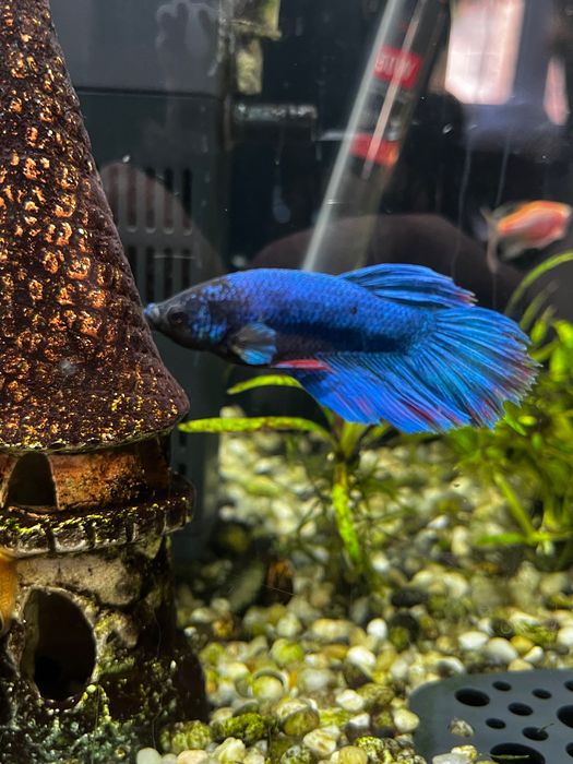 Рибки півники betta