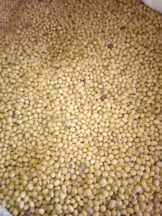 Продаж сої ГМО суха