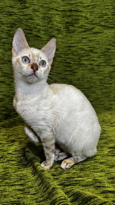 Бенгальські кошенята