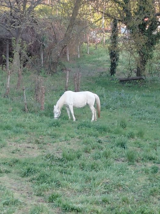 Varis cavalos para venda