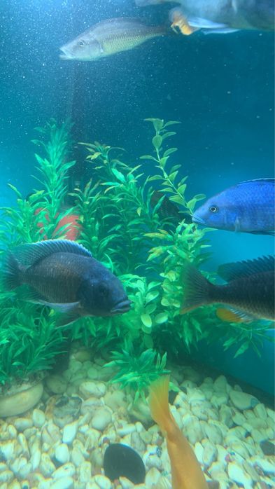 Продас пару малавійців Каданго