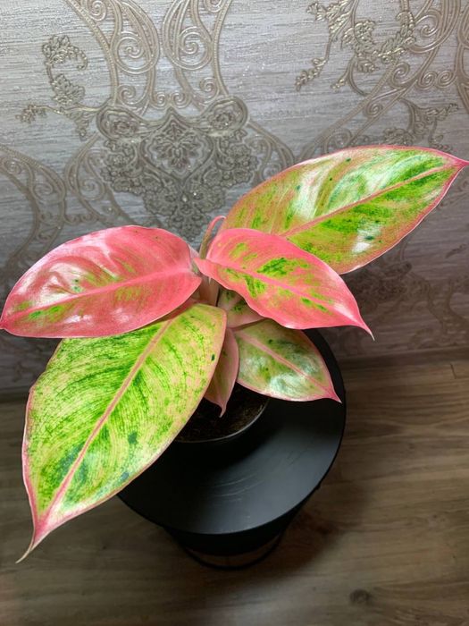 Аглаонема Salmon Fantasy