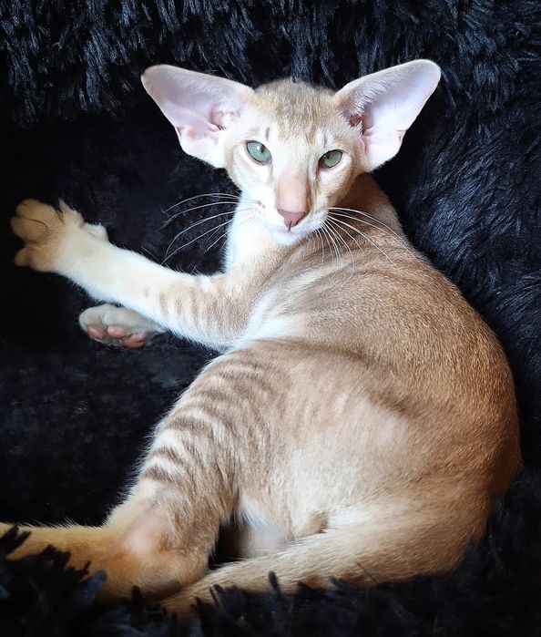 Ориентальные малыши