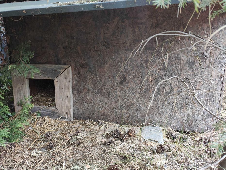 Buda dla ukochanego pupila.