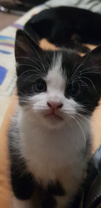 Отдам Котенка в Хорошие Руки.