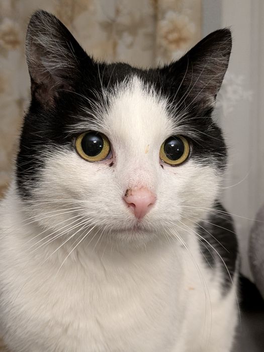 Oskar 2 lata, przyjazny,adopcja.