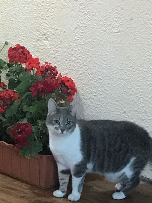Шукаю кішку Машу м, Київ, Теремки . Зникла 30,09,2024