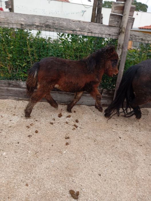 Pónei fêmea e filho macho