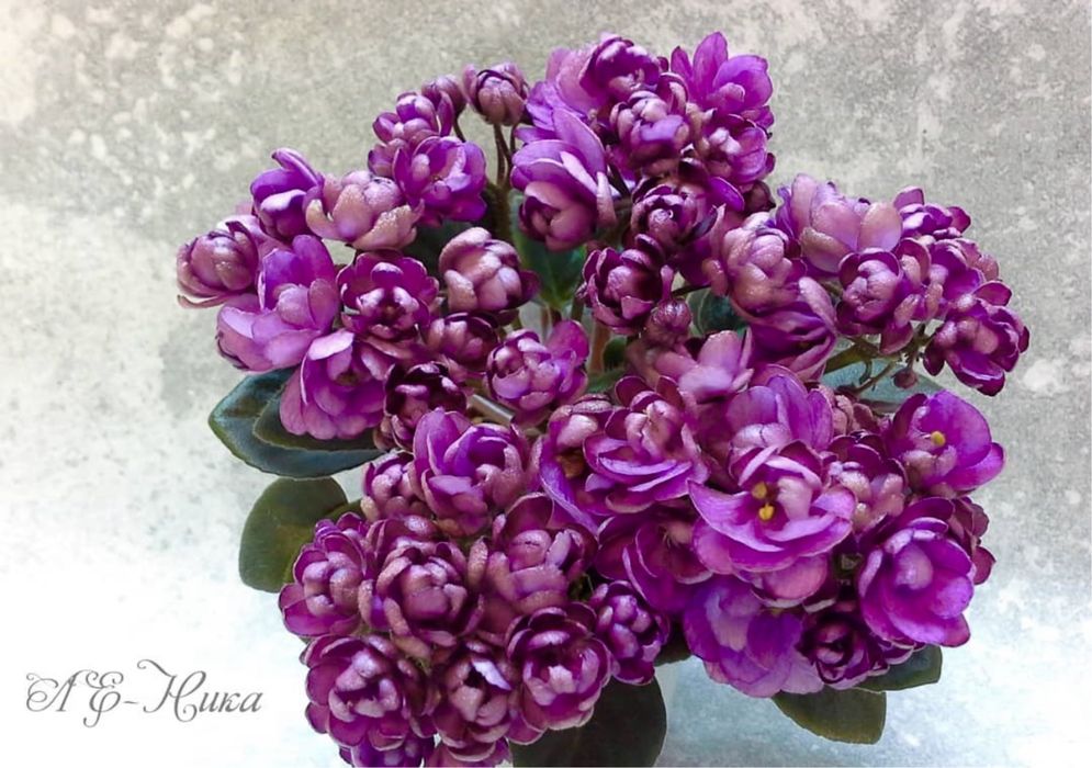 Міні фіалки, дітки фіалок, мікро фіалки, мини фиалки, сенполия