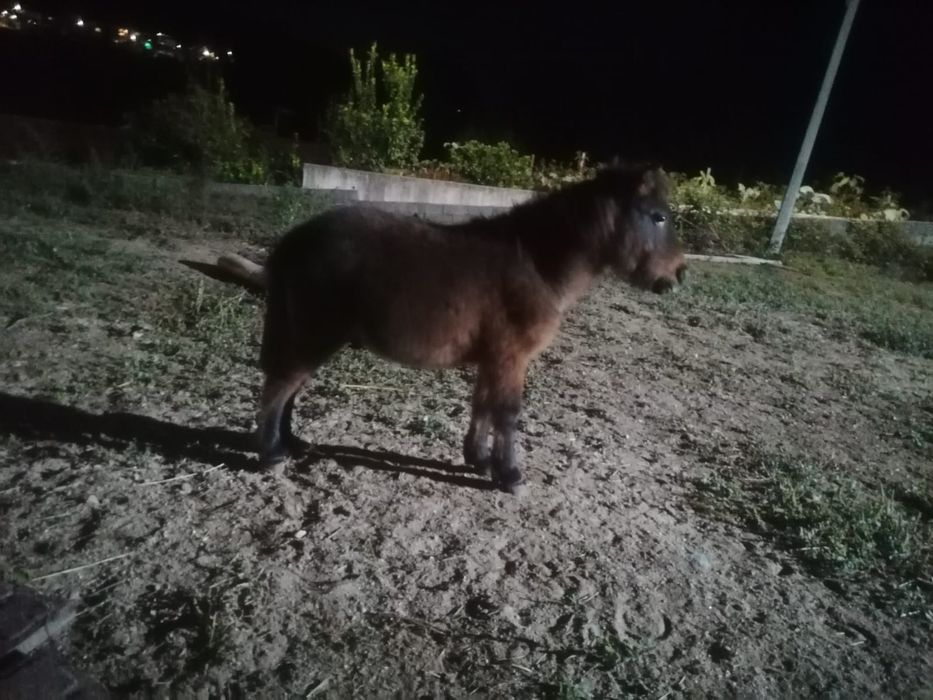 Pônei muito manso