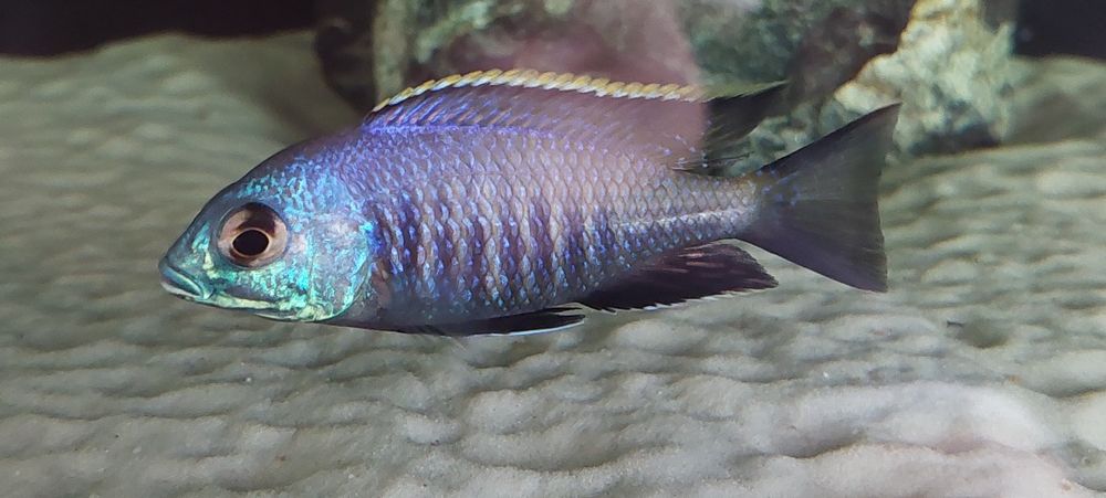 Pyszczaki Malawi Placidochromis Tsano Rock
