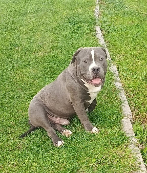 American Bully Pocket