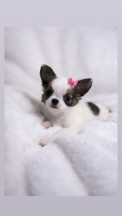 Unikatowa  Chihuahua  *GOTOWA DO ODBIORU*