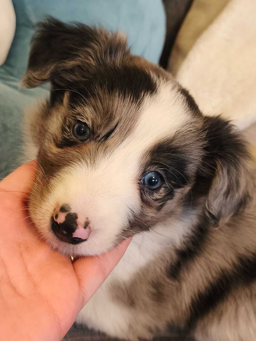 Border Collie - Kazan - piękny kawaler
