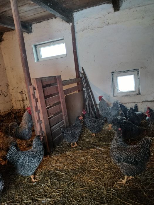 Jaja legowe  amrockow