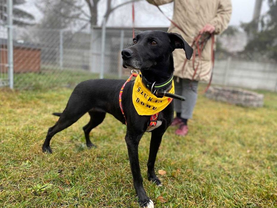 Luna - mix Wyżeł; mądra, łagodna i delikatna