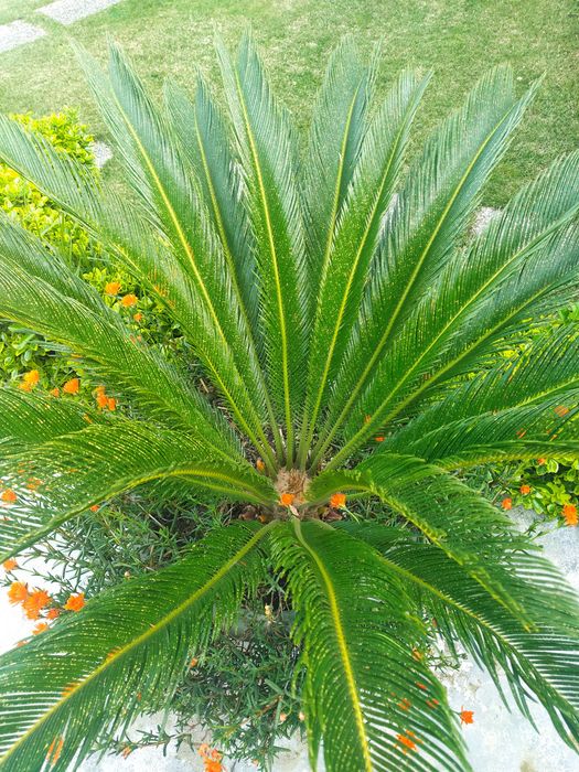 Planta Cycas grande com flores – ideal para jardim