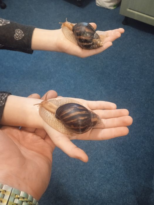 Элитные улитка Ахотина ЭКСКЛЮЗИВ доставка по Украине и за границу