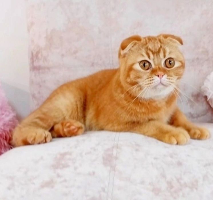 Шотландський хлопчик фолдик