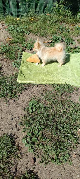 Pomeranian, szpic miniaturowy.