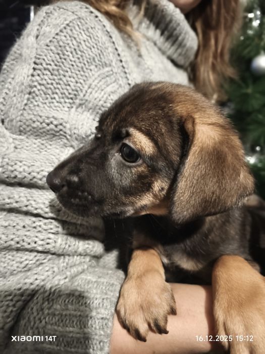 Цуценя з крупних пород безкоштовно