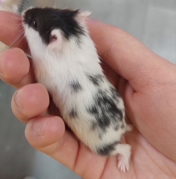 Chomiki dżungarskie dżungalskie campbella łaciate/w krop WYSYŁKA/DOWÓZ