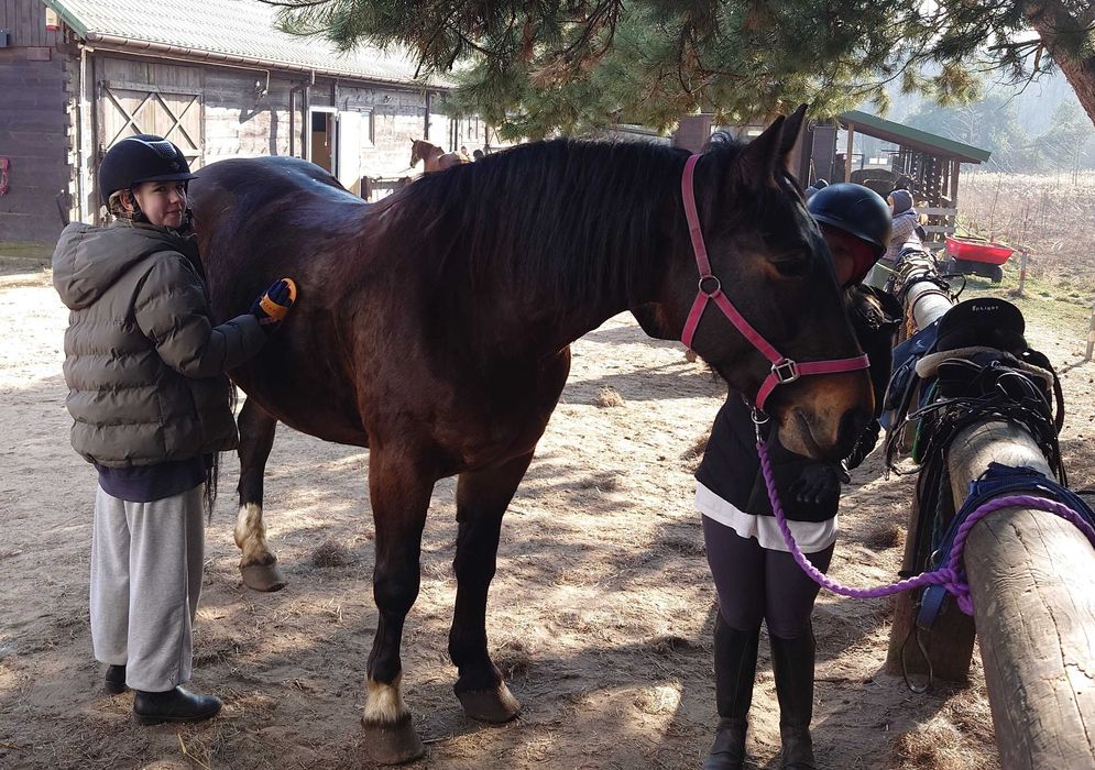 klacz, koń pod siodło, do zaprzęgu