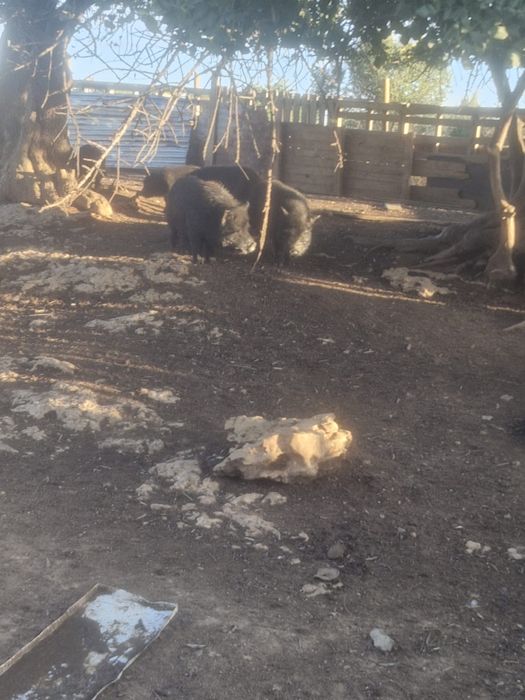 Mini vietnamitas e mini pigs