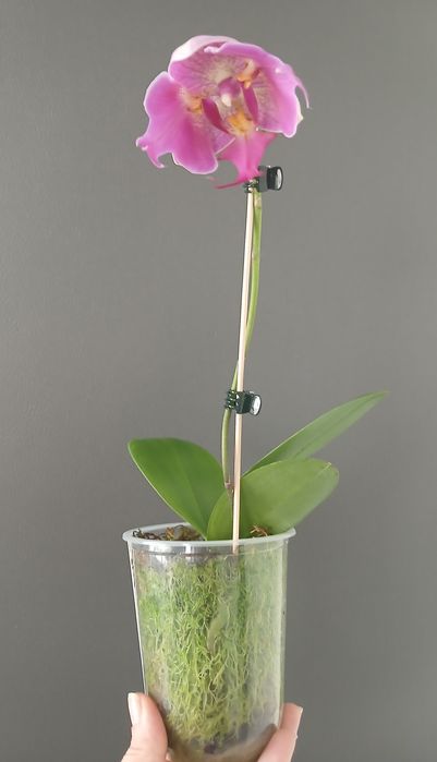 Орхідея триліпс продам