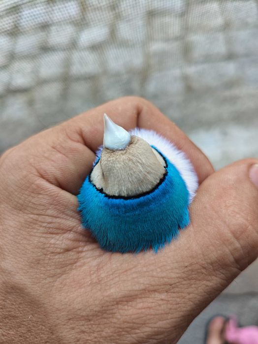 Diamantes de Gould
