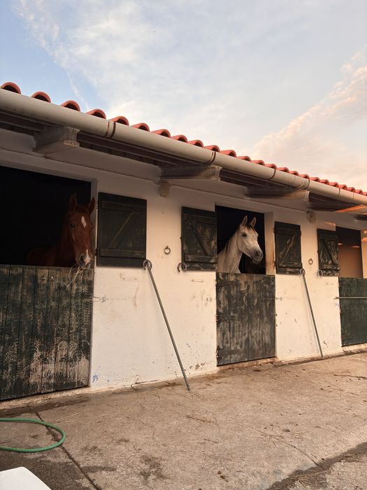 Penso de cavalos / Horse livery – Apenas 2 vagas – Alfeizerão