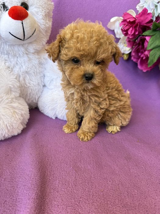 Породисті VIPмальтіпу