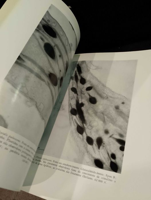 Amido:Estudo Utrastrutural da sua Biogénese em plantas superiores 1968